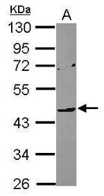 LILRA4 Antibody in Western Blot (WB)