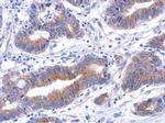 Annexin A8 Antibody in Immunohistochemistry (Paraffin) (IHC (P))