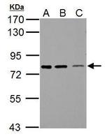 SSX2IP Antibody in Western Blot (WB)