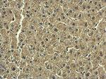 RAB20 Antibody in Immunohistochemistry (Paraffin) (IHC (P))