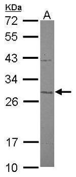 MTIF3 Antibody in Western Blot (WB)