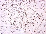 OTP Antibody in Immunohistochemistry (Paraffin) (IHC (P))