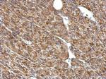 PDHB Antibody in Immunohistochemistry (Paraffin) (IHC (P))