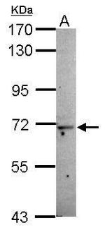 MOXD1 Antibody in Western Blot (WB)