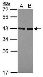 NRBF2 Antibody in Western Blot (WB)