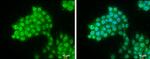 PYGO2 Antibody in Immunocytochemistry (ICC/IF)