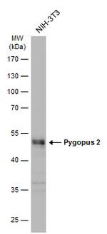 PYGO2 Antibody in Western Blot (WB)