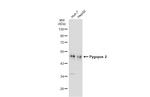 PYGO2 Antibody in Western Blot (WB)