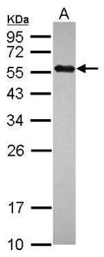 C14orf130 Antibody in Western Blot (WB)