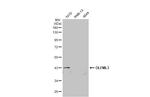 OLFML3 Antibody in Western Blot (WB)