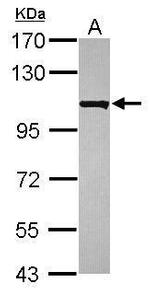 KIAA0090 Antibody in Western Blot (WB)