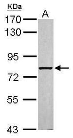 ABCF3 Antibody in Western Blot (WB)