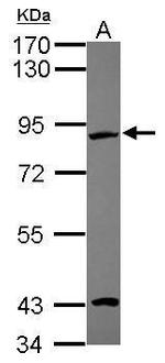 EFHC2 Antibody in Western Blot (WB)