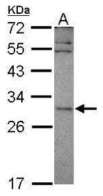 EAP30 Antibody in Western Blot (WB)