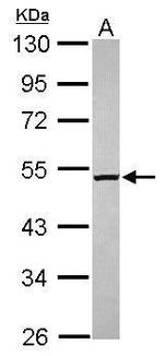 M1AP Antibody in Western Blot (WB)