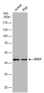 UXS1 Antibody in Western Blot (WB)