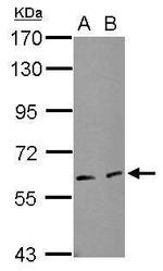 eIF3l Antibody in Western Blot (WB)