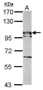 BOP1 Antibody in Western Blot (WB)