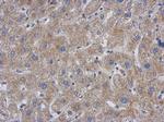 GCC1 Antibody in Immunohistochemistry (Paraffin) (IHC (P))