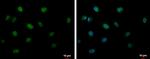 CIRBP Antibody in Immunocytochemistry (ICC/IF)