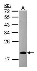 CIRBP Antibody in Western Blot (WB)