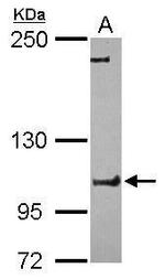 FCHO1 Antibody in Western Blot (WB)