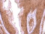 Nop25 Antibody in Immunohistochemistry (Paraffin) (IHC (P))