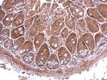 Nop25 Antibody in Immunohistochemistry (Paraffin) (IHC (P))