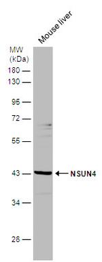 NSUN4 Antibody in Western Blot (WB)