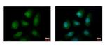 PELO Antibody in Immunocytochemistry (ICC/IF)