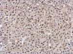 PELO Antibody in Immunohistochemistry (Paraffin) (IHC (P))