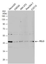 PELO Antibody in Western Blot (WB)