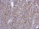 FUZ Antibody in Immunohistochemistry (Paraffin) (IHC (P))