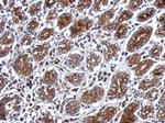 PSG3 Antibody in Immunohistochemistry (Paraffin) (IHC (P))