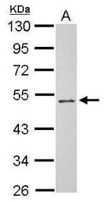 PSG3 Antibody in Western Blot (WB)