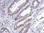 PLA2G4F Antibody in Immunohistochemistry (Paraffin) (IHC (P))