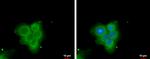 PLA2G4F Antibody in Immunocytochemistry (ICC/IF)