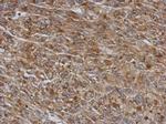 TMCO3 Antibody in Immunohistochemistry (Paraffin) (IHC (P))