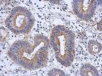 RAB11FIP3 Antibody in Immunohistochemistry (Paraffin) (IHC (P))