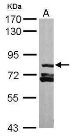 RAB11FIP3 Antibody in Western Blot (WB)