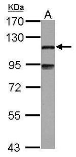 MAP7 Antibody in Western Blot (WB)