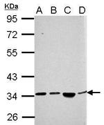 SH3YL1 Antibody in Western Blot (WB)