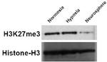 H3K27me3 Antibody in Western Blot (WB)