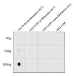 H3K27me3 Antibody in Dot Blot (DB)