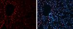 H3K27me3 Antibody in Immunohistochemistry (Frozen) (IHC (F))