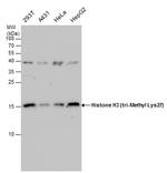 H3K27me3 Antibody in Western Blot (WB)