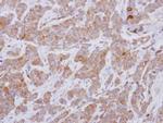 GEFT Antibody in Immunohistochemistry (Paraffin) (IHC (P))