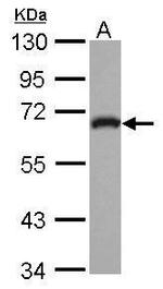 GEFT Antibody in Western Blot (WB)