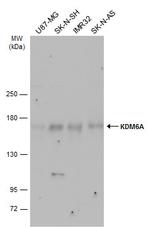 KDM6A Antibody in Western Blot (WB)