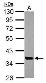 MRPL44 Antibody in Western Blot (WB)